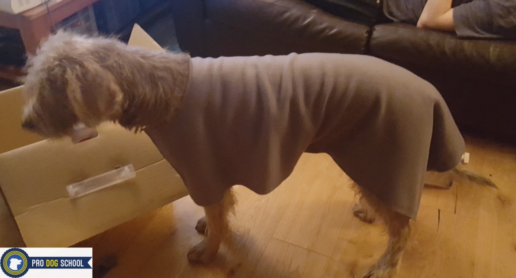 Dog drying coat