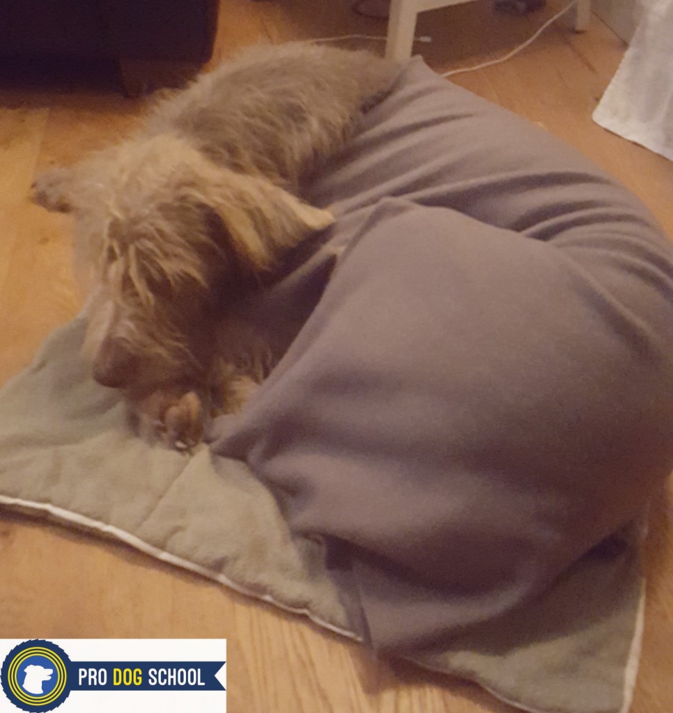 Blog 7 - dog towel curled up